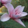 Magnolia Star Wars AGM - Large Specimen