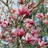 Magnolia Star Wars AGM - Large Specimen