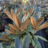 Rhododendron pachysanthum  'Little White Dane'