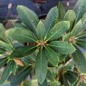 Rhododendron pachysanthum  'Little White Dane'