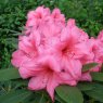 Rhododendron Oregonia
