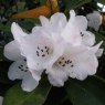Rhododendron wasonii var. rhododactylum
