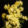 Dwarf Rhododendron Elfin Gold