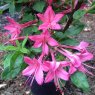 Deciduous Azalea Alan Leslie