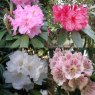 Rhododendron species 'Seconds' (4 x 3 litre plants)