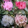 Rhododendron Species Collection (4 x 3 litre plants)