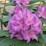 Rhododendron Catawbiense Boursault