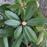 Rhododendron Brisanz