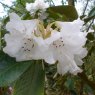 Rhododendron prattii