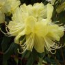Rhododendron lutescens Exbury clone