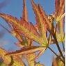 Acer palmatum 'Bonfire'