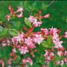 Deciduous Azalea Corneille