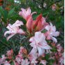 Deciduous Azalea Corneille