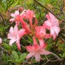 Deciduous Azalea Corneille