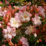 Deciduous Azalea Corneille