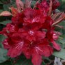 Rhododendron Moser's Maroon
