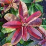 Rhododendron Moser's Maroon