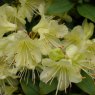 Rhododendron Golden Wonder