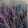 Cornus sanguinea 'Midwinter Fire'