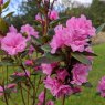 Rhododendron Staccato