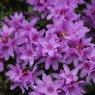 Dwarf Rhododendron Frosthexe