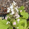 Hydrangea quercifolia Snow Queen