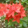 Deciduous Azalea Crosswater Red AGM