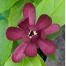 Calycanthus Aphrodite