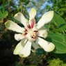 Calycanthus Venus