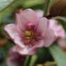 Magnolia Fairy Blush