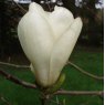 Magnolia Elisa Odenwald - Large Specimen