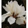 Magnolia Pegasus AGM - Large Specimen