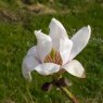 Magnolia Rebecca's Perfume - Large Specimen