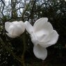 Magnolia 'Sayonara' AGM - Large Specimen