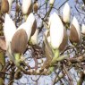 Magnolia 'Sayonara' AGM - Large Specimen