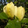 Magnolia Yellow Bird - Large Specimen
