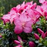 Evergreen Azalea Anouk