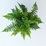 Dryopteris affinis AGM