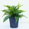 Dryopteris affinis AGM