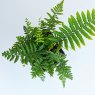 Dryopteris wallichiana AGM