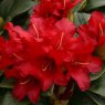 Dwarf Rhododendron Bengal