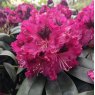 Rhododendron Marie Fortie