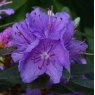 Dwarf Rhododendron Purple Gem