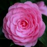 Camellia x williamsii 'EG Waterhouse'