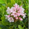 Dwarf Rhododendron Bloombux Magenta INKARHO