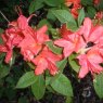 Deciduous Azalea cumberlandense 'Sunlight'