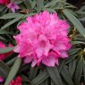 Rhododendron Rosa Perle