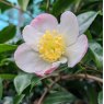 Camellia sasanqua 'Versicolor'