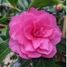 Camellia hiemalis 'Chansonette'