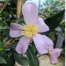 Camellia sasanqua 'Maiden's Blush'